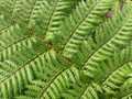 Fern 3